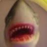 sharky31jj