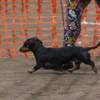 linzydoxie