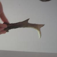 theorollet